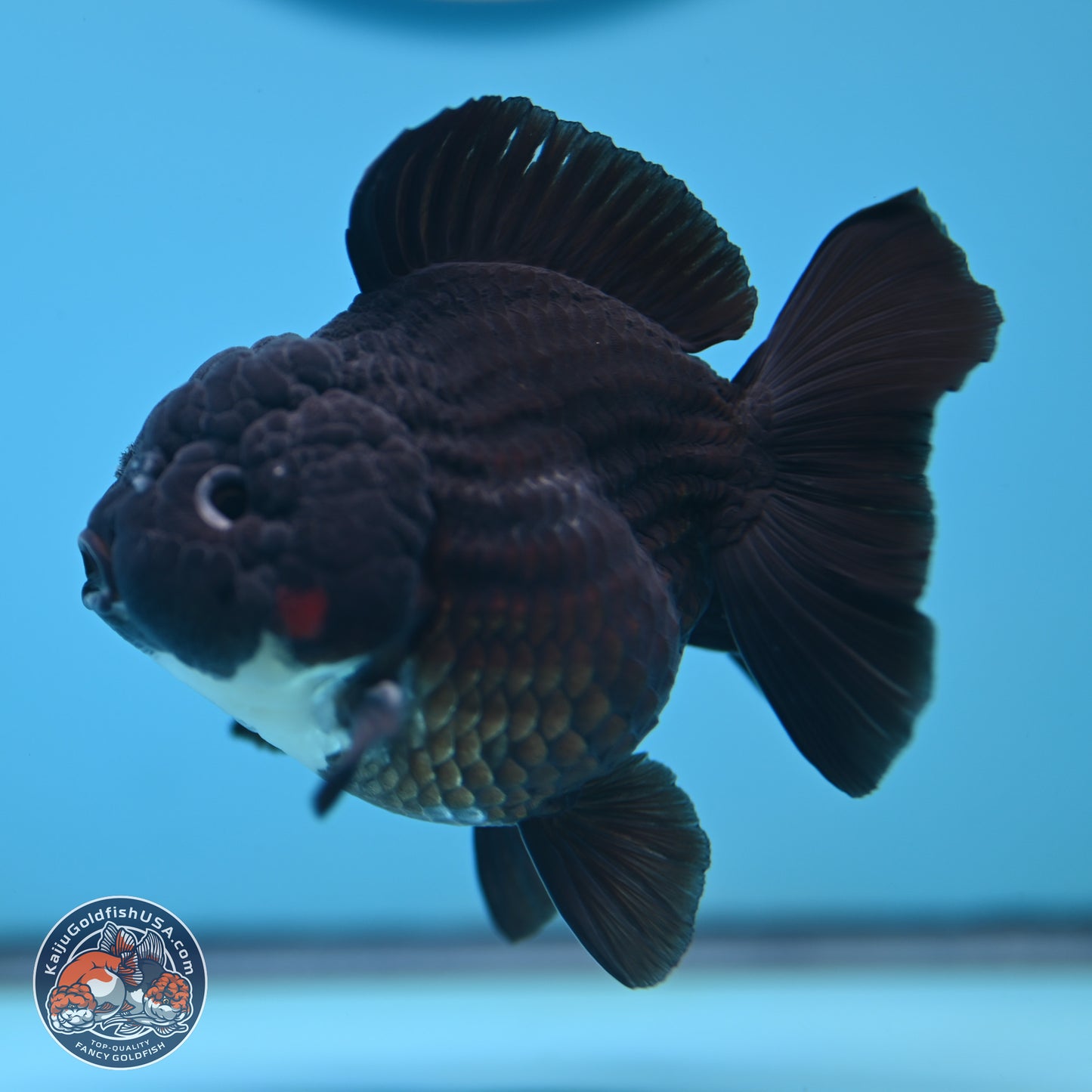 Tricolor YuanBao Oranda 3 inches Body - Male (250221_OR09)