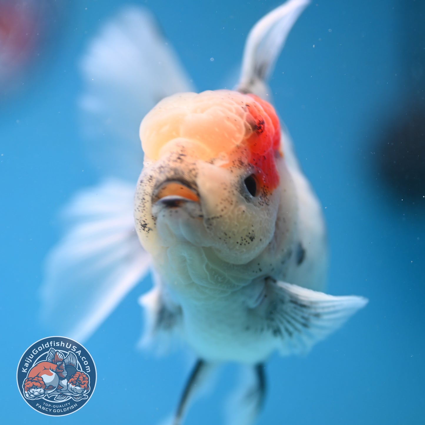 White Tiger Rosetail Oranda 3.5 inch Body (250926_OR09)