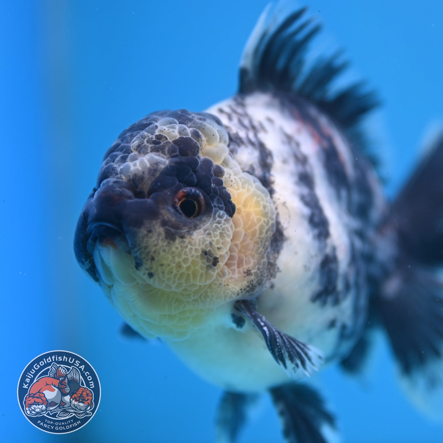 White Tiger Oranda 4 inch Body (250919_OR09)