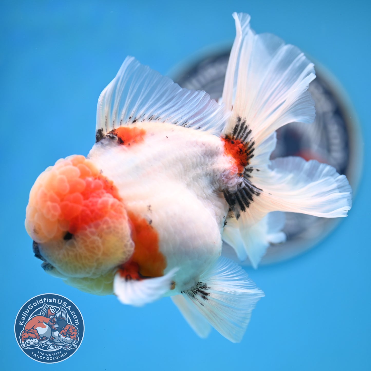 Tricolor Sakura Rose Tail Oranda 4 inches Body (250516_OR09)