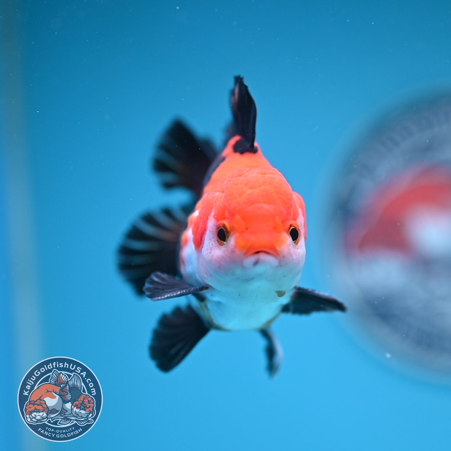 Tricolor Oranda 3 inches Body (250606_OR09)