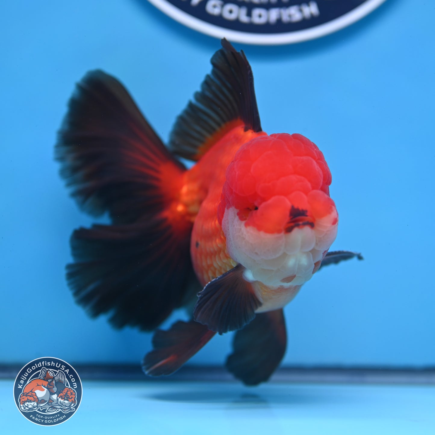 Ranchu inch Body (250812_RC02)
