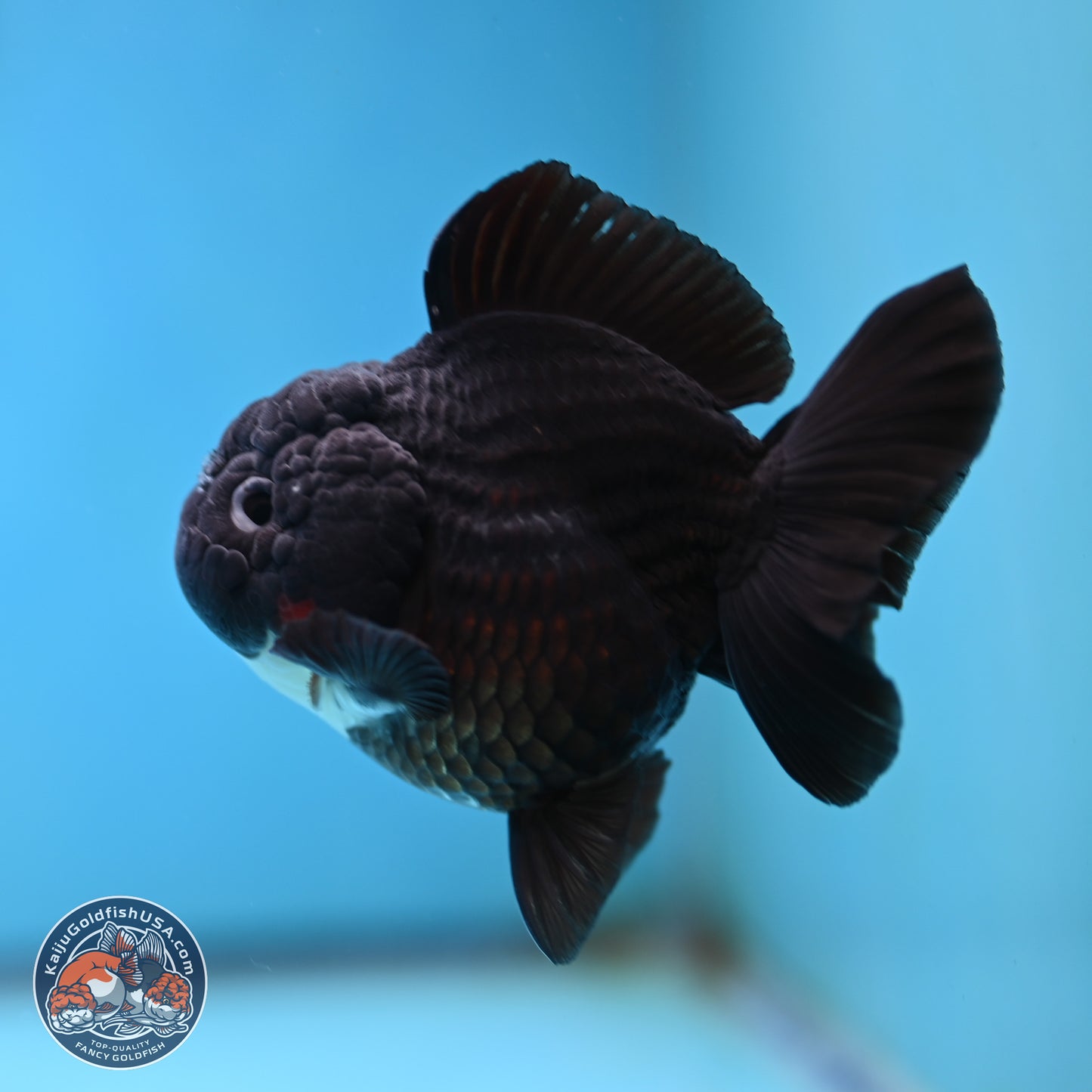Tricolor YuanBao Oranda 3 inches Body - Male (250221_OR09)