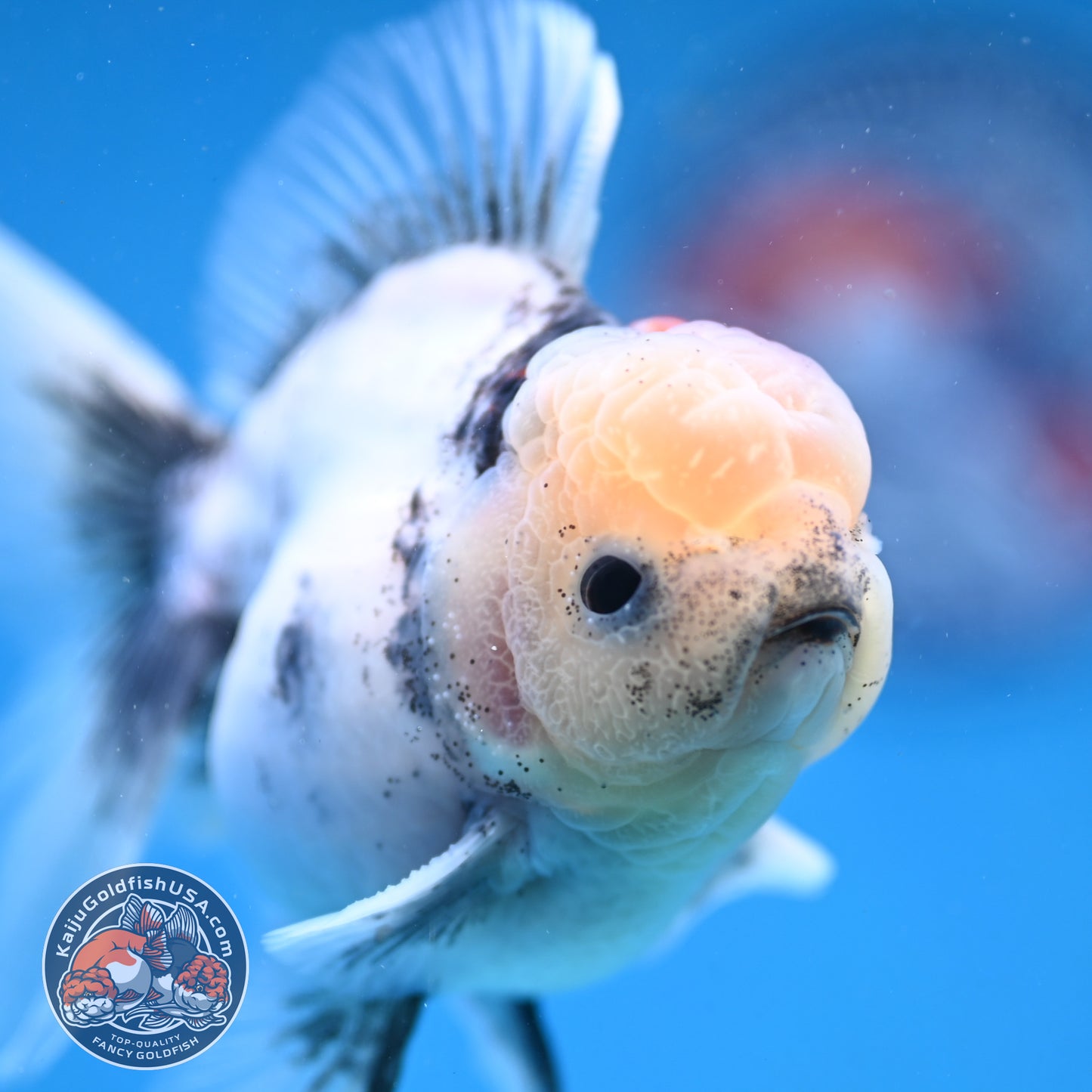 White Tiger Rosetail Oranda 3.5 inch Body (250926_OR09)