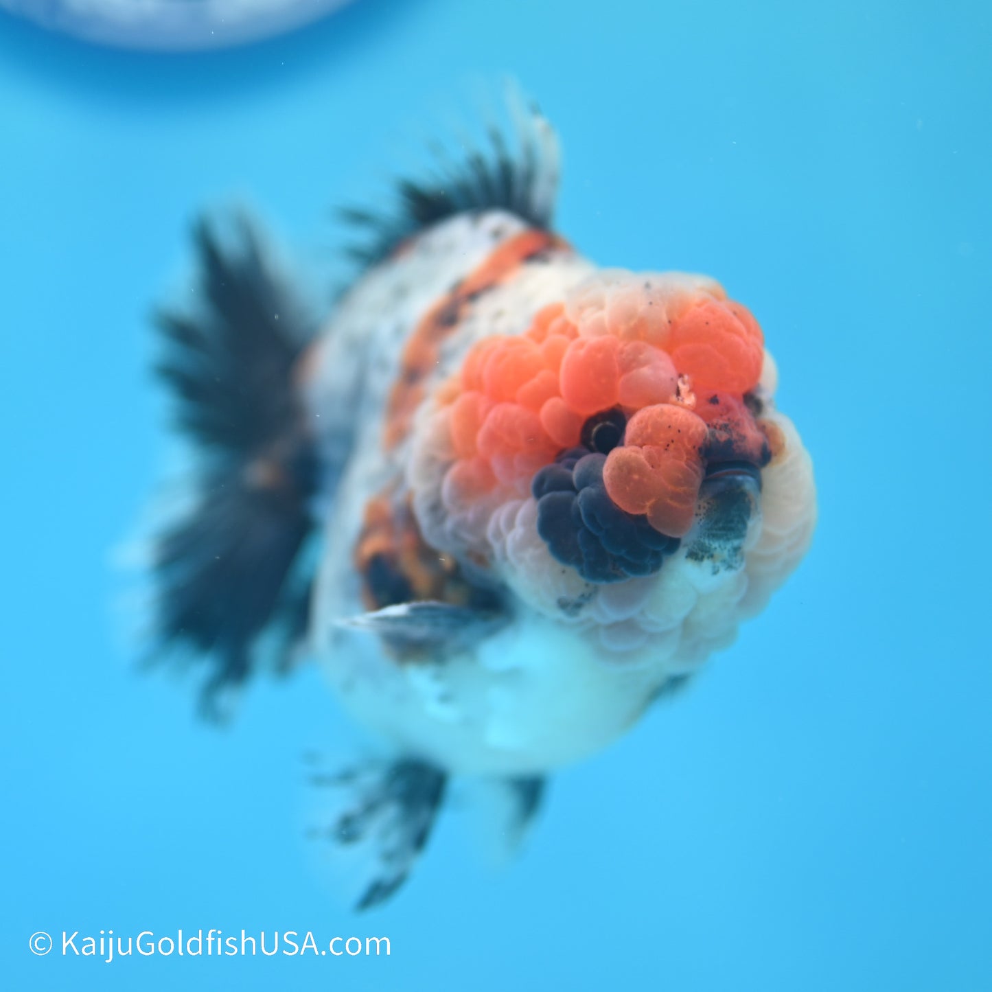 Blue Base Calico YuanBao Oranda 4 inches (240517_OR09) - Kaiju Goldfish USA