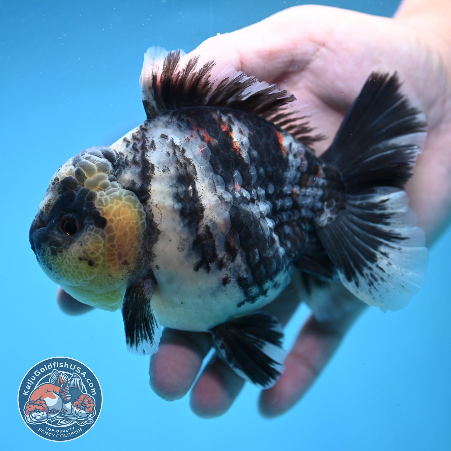 White Tiger Oranda 4 inch Body (250919_OR09)