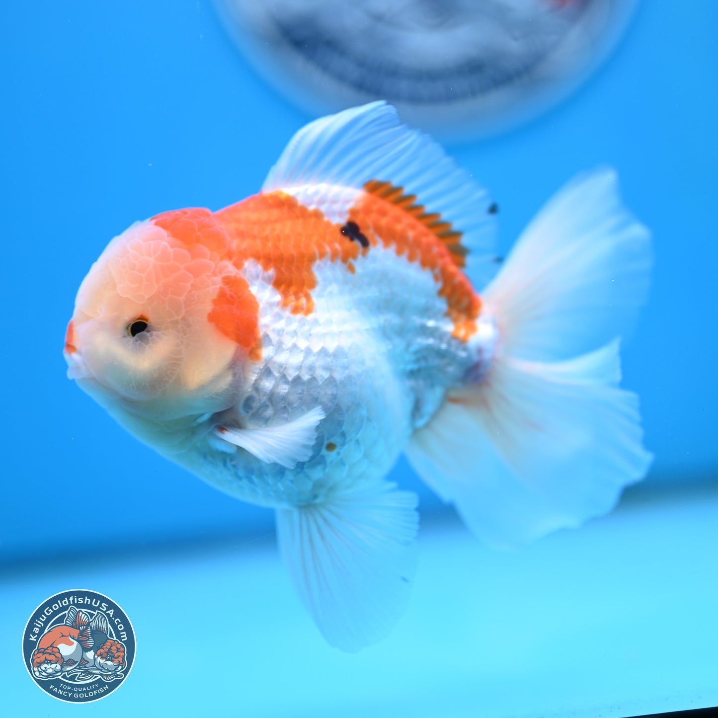 Red White Rose Tail Oranda 4 inches Body - Male (250404_OR09)