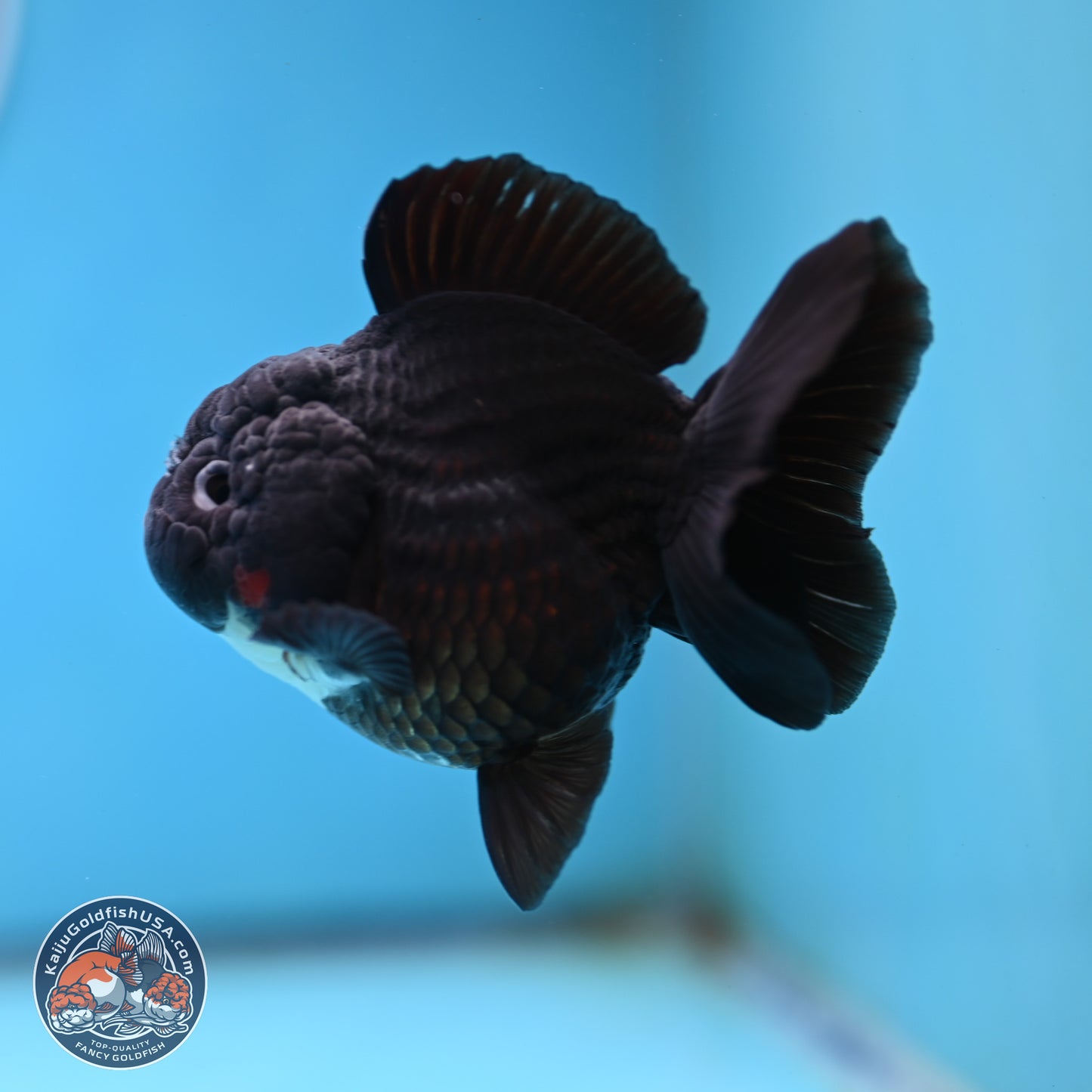 Tricolor YuanBao Oranda 3 inches Body - Male (250221_OR09)