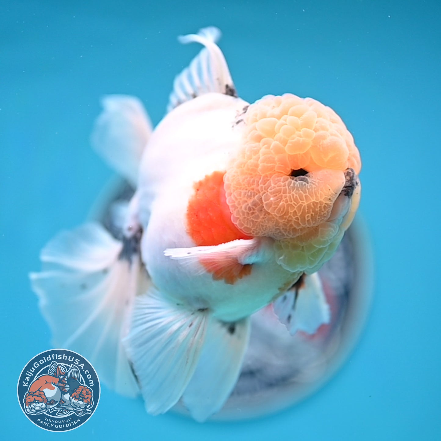 Tricolor Sakura Rose Tail Oranda 4 inches Body (250516_OR09)