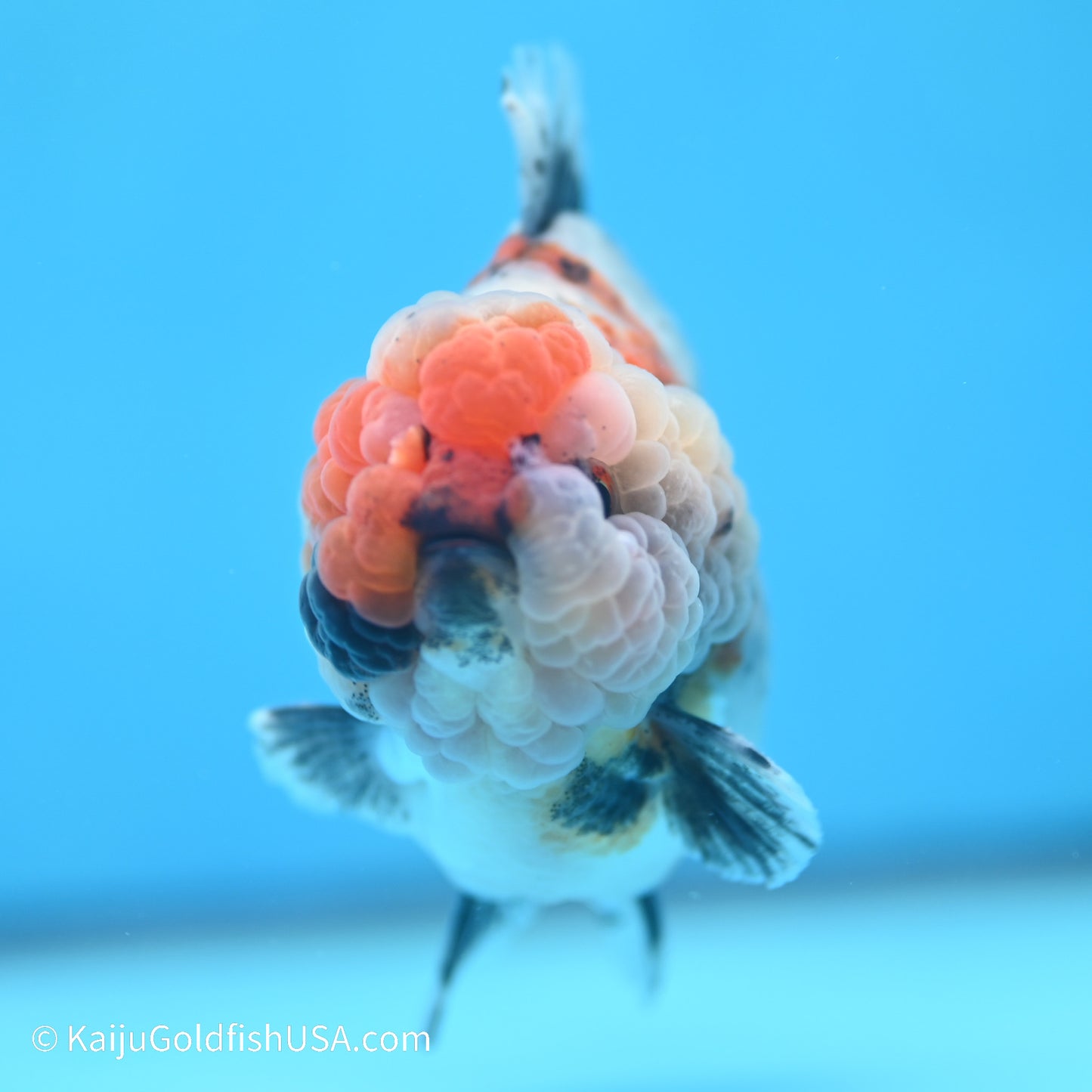 Blue Base Calico YuanBao Oranda 4 inches (240517_OR09) - Kaiju Goldfish USA