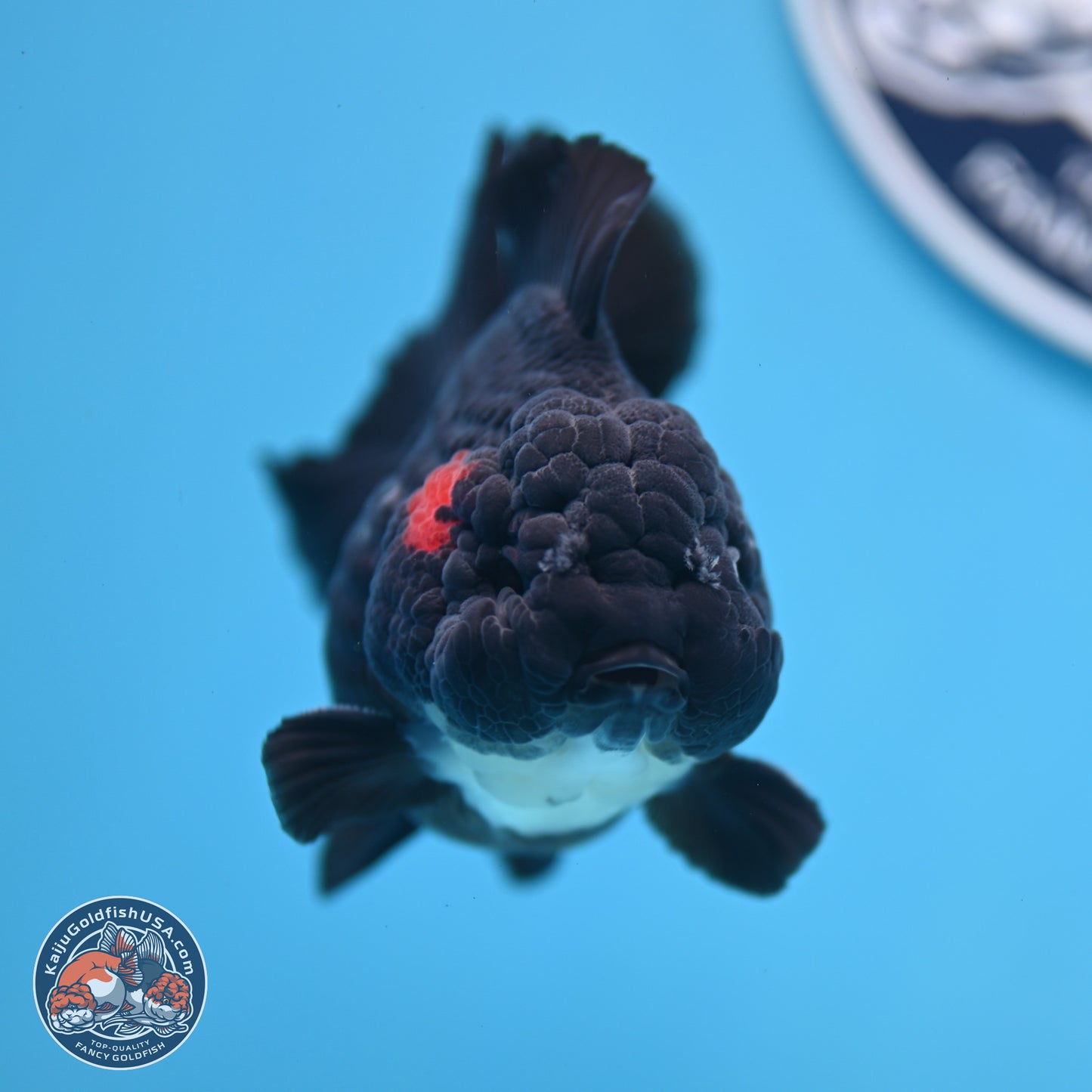 Tricolor YuanBao Oranda 3 inches Body - Male (250221_OR09)