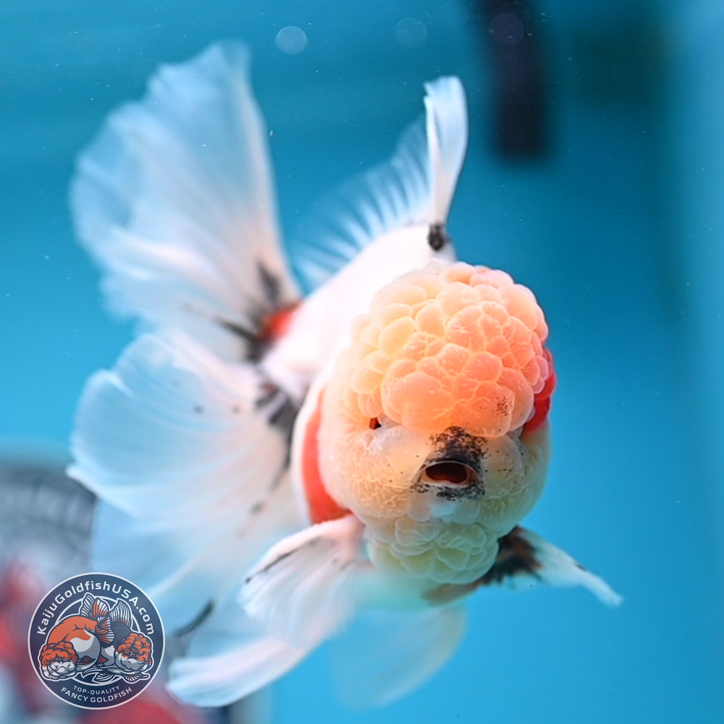 Tricolor Sakura Rose Tail Oranda 4 inches Body (250516_OR09)