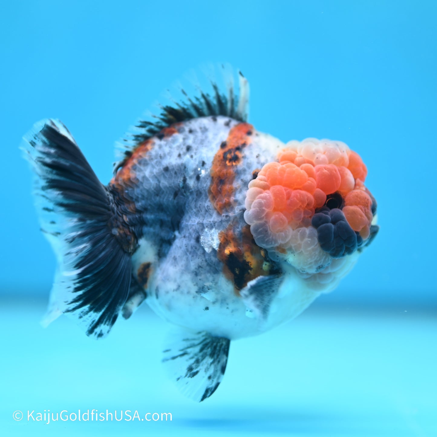 Blue Base Calico YuanBao Oranda 4 inches (240517_OR09) - Kaiju Goldfish USA