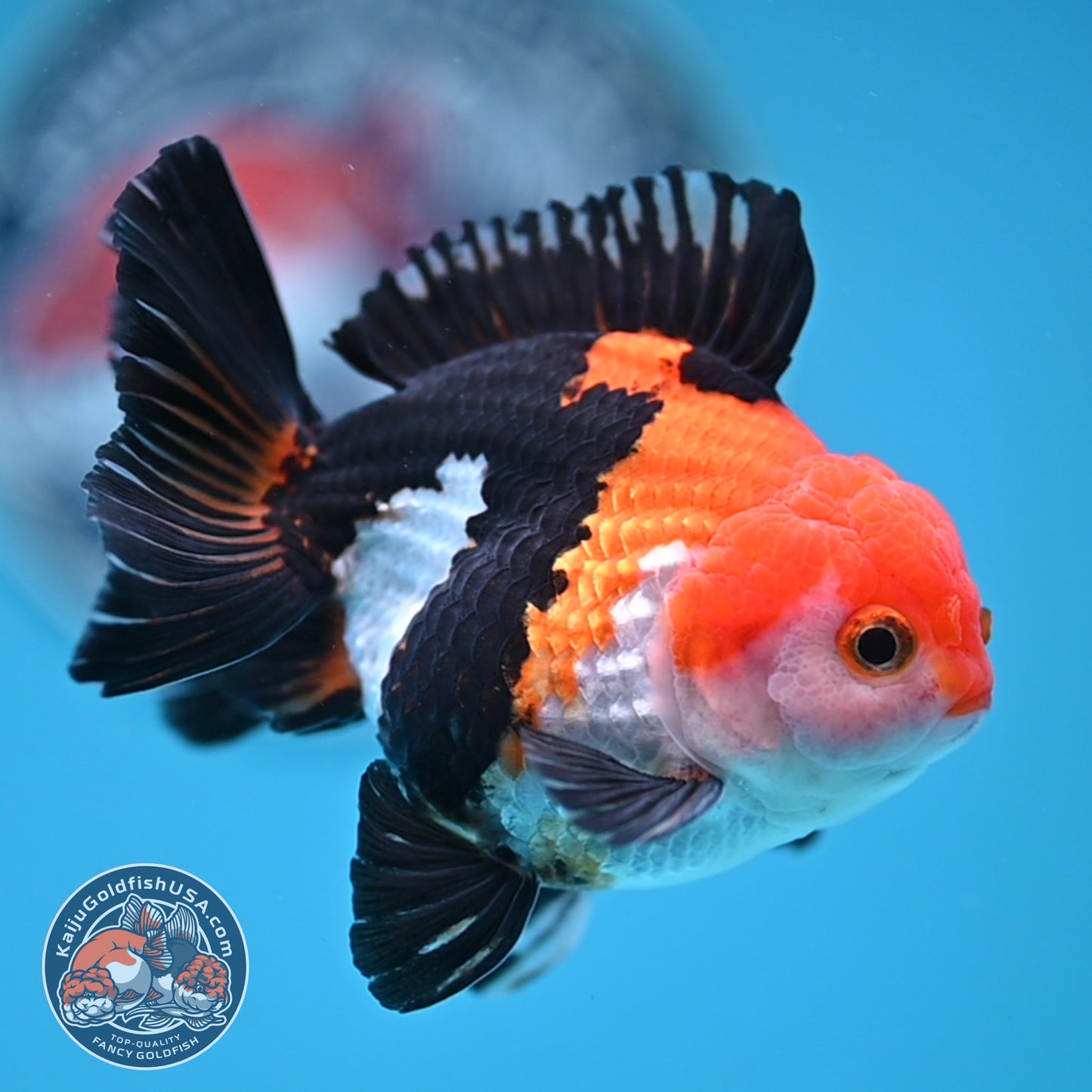 Tricolor Oranda 3 inches Body (250606_OR09)