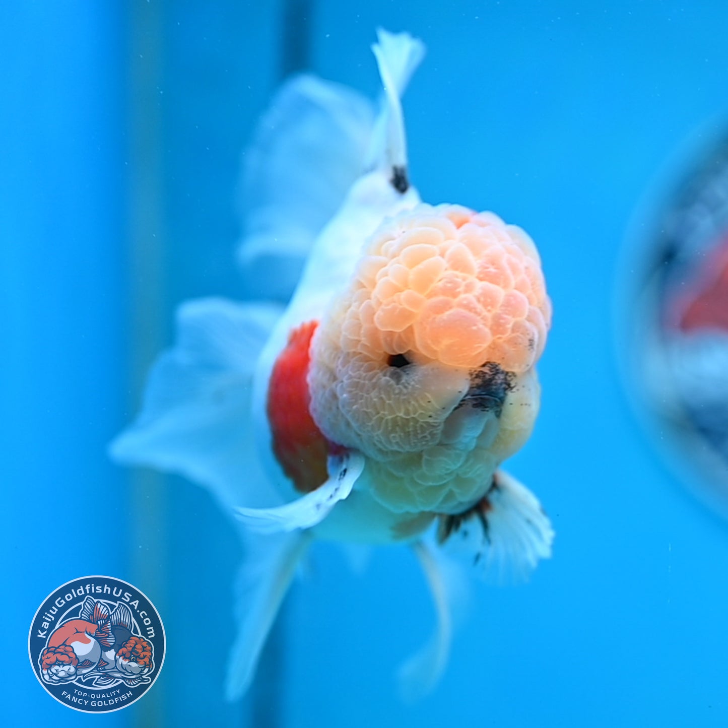 Tricolor Sakura Rose Tail Oranda 4 inches Body (250516_OR09)