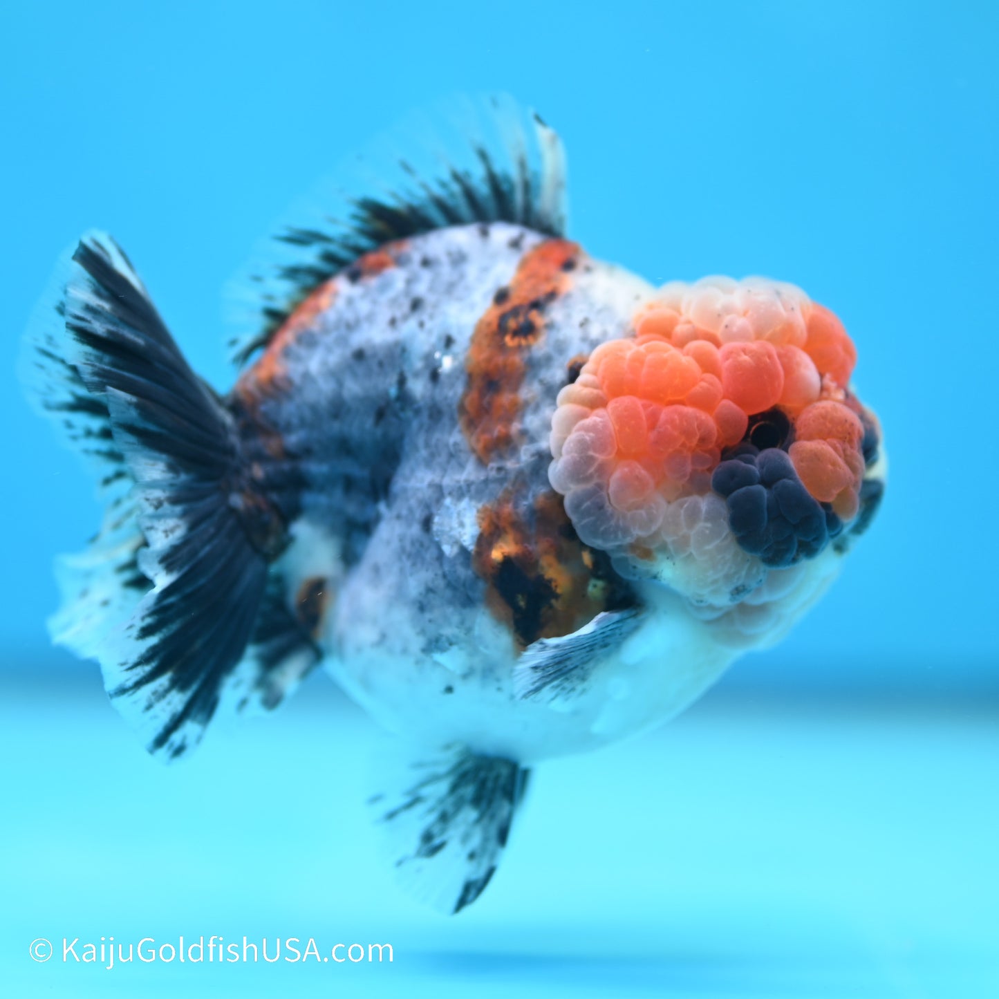 Blue Base Calico YuanBao Oranda 4 inches (240517_OR09) - Kaiju Goldfish USA