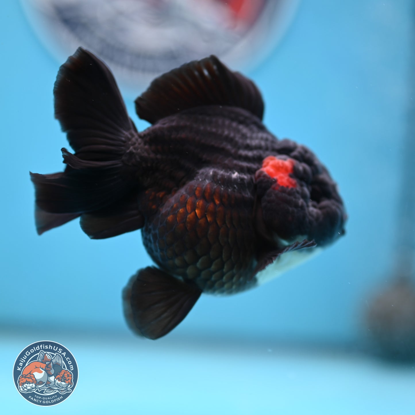 Tricolor YuanBao Oranda 3 inches Body - Male (250221_OR09)