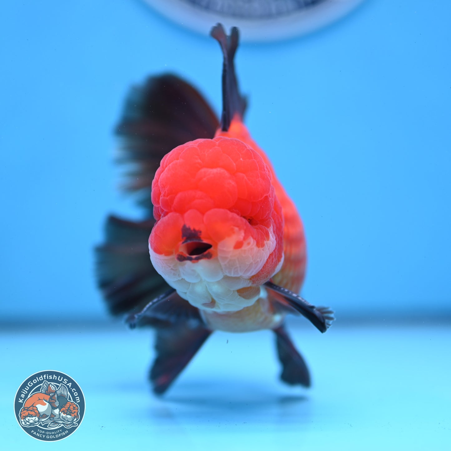 Ranchu inch Body (250812_RC02)