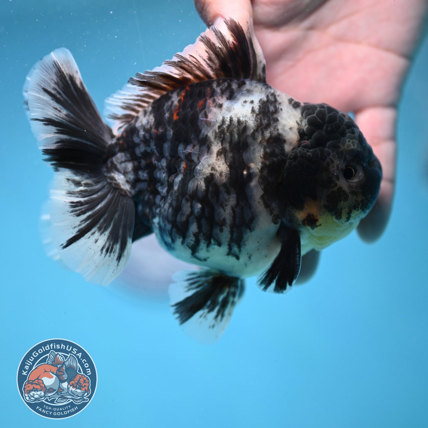 White Tiger Oranda 4 inch Body (250919_OR09)