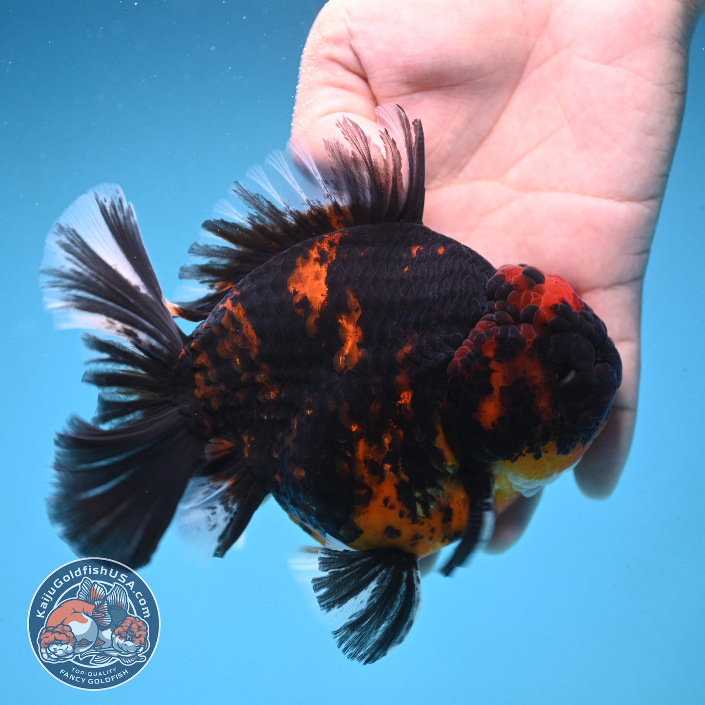 Heavy Ink Tiger Oranda 4.5 inch Body (250912_OR09)