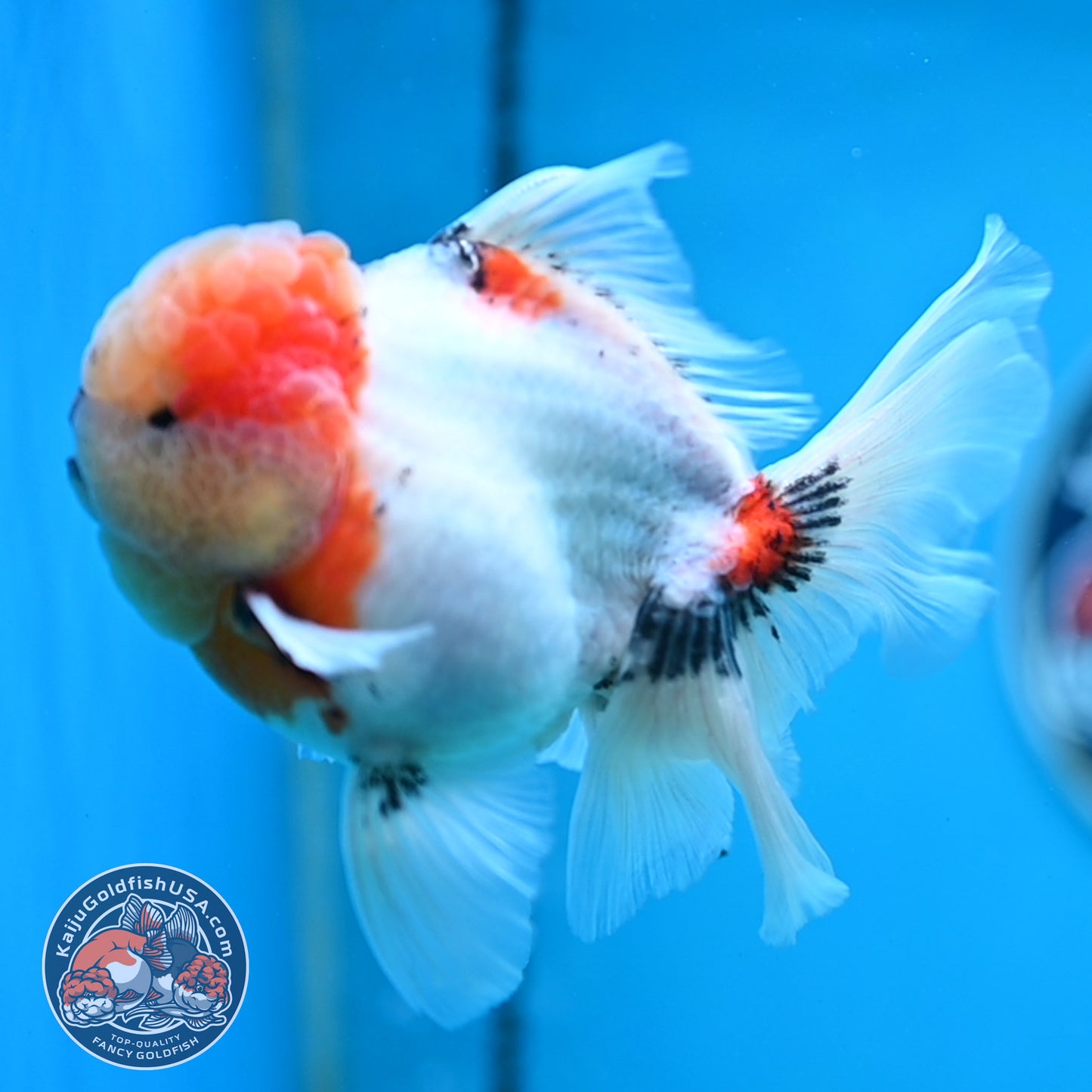 Tricolor Sakura Rose Tail Oranda 4 inches Body (250516_OR09)