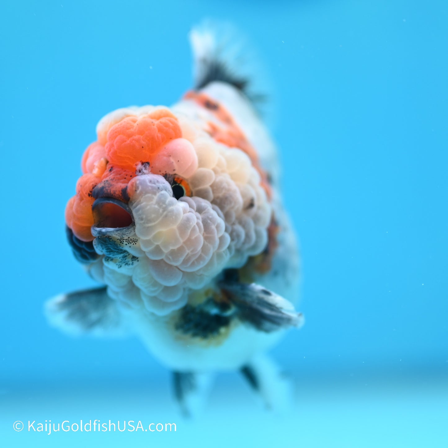 Blue Base Calico YuanBao Oranda 4 inches (240517_OR09) - Kaiju Goldfish USA