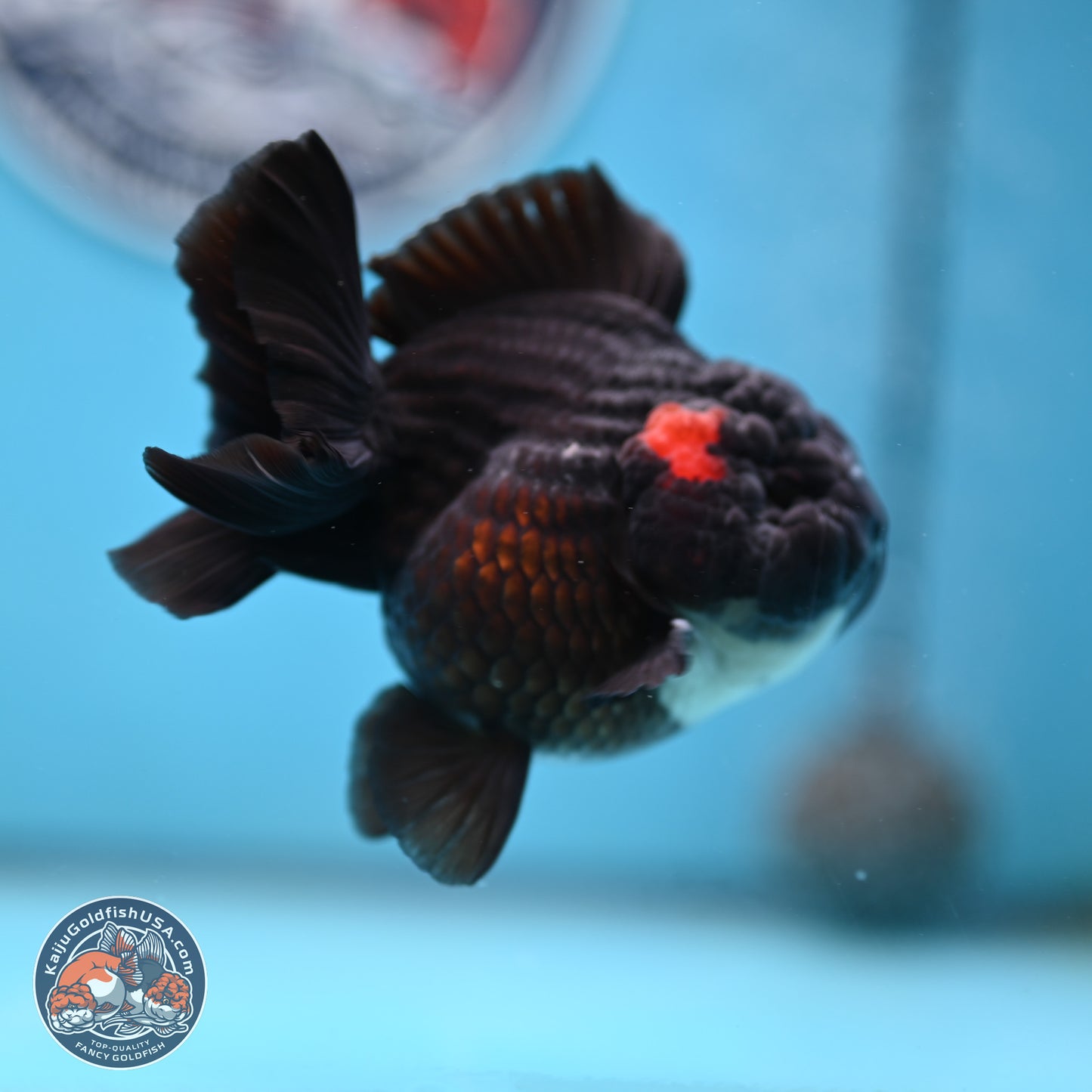Tricolor YuanBao Oranda 3 inches Body - Male (250221_OR09)