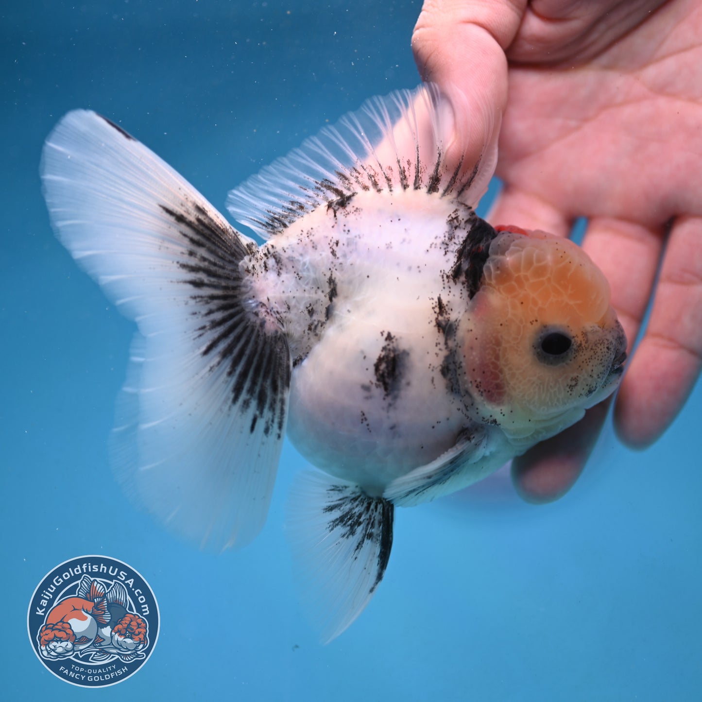 White Tiger Rosetail Oranda 3.5 inch Body (250926_OR09)