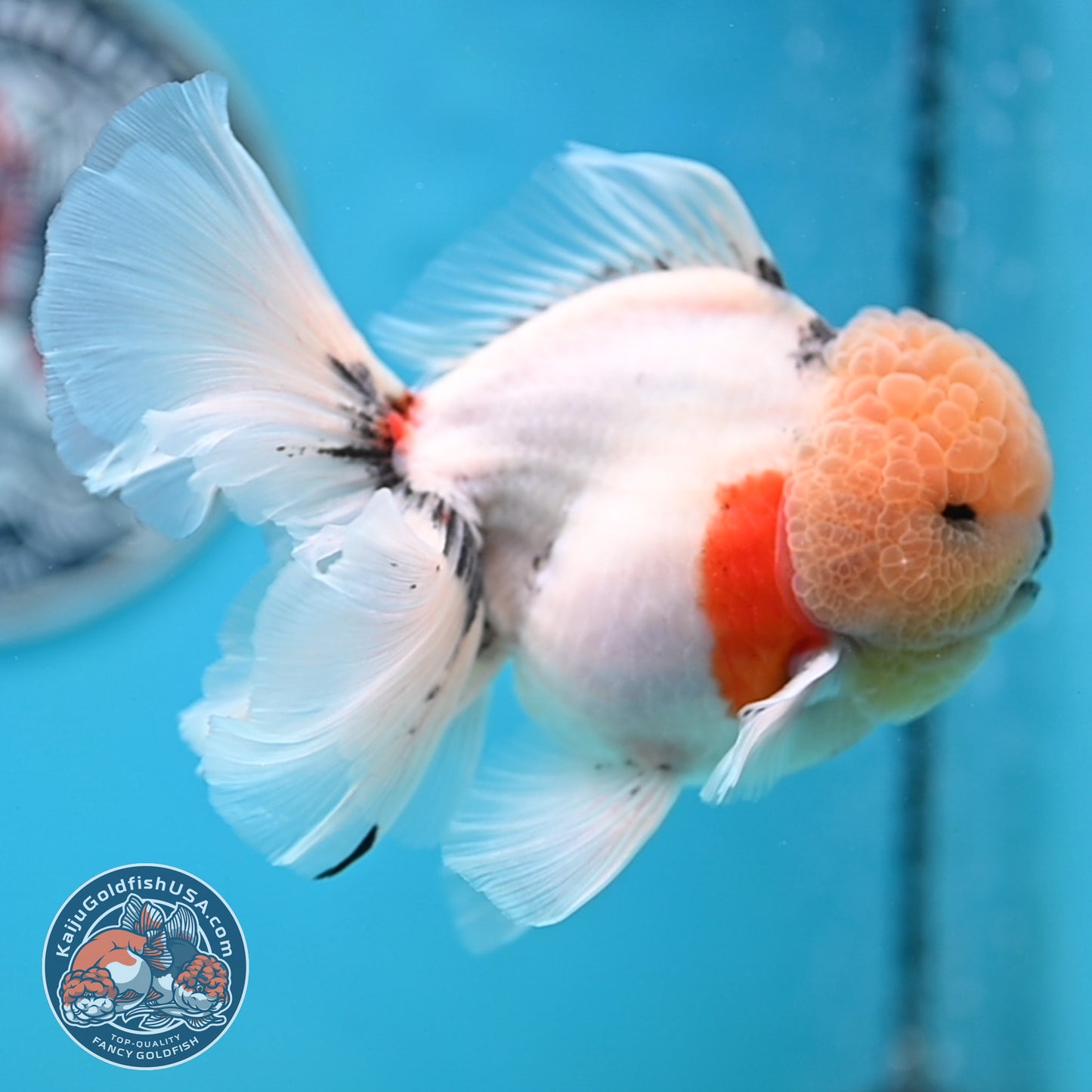 Tricolor Sakura Rose Tail Oranda 4 inches Body (250516_OR09)