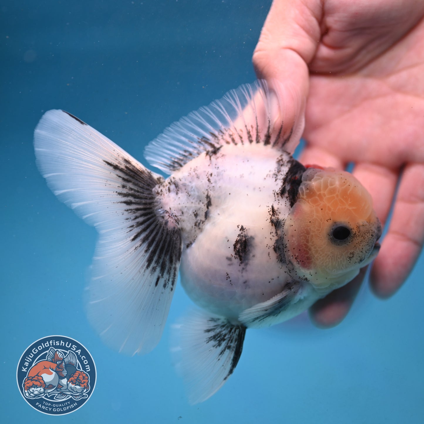 White Tiger Rosetail Oranda 3.5 inch Body (250926_OR09)