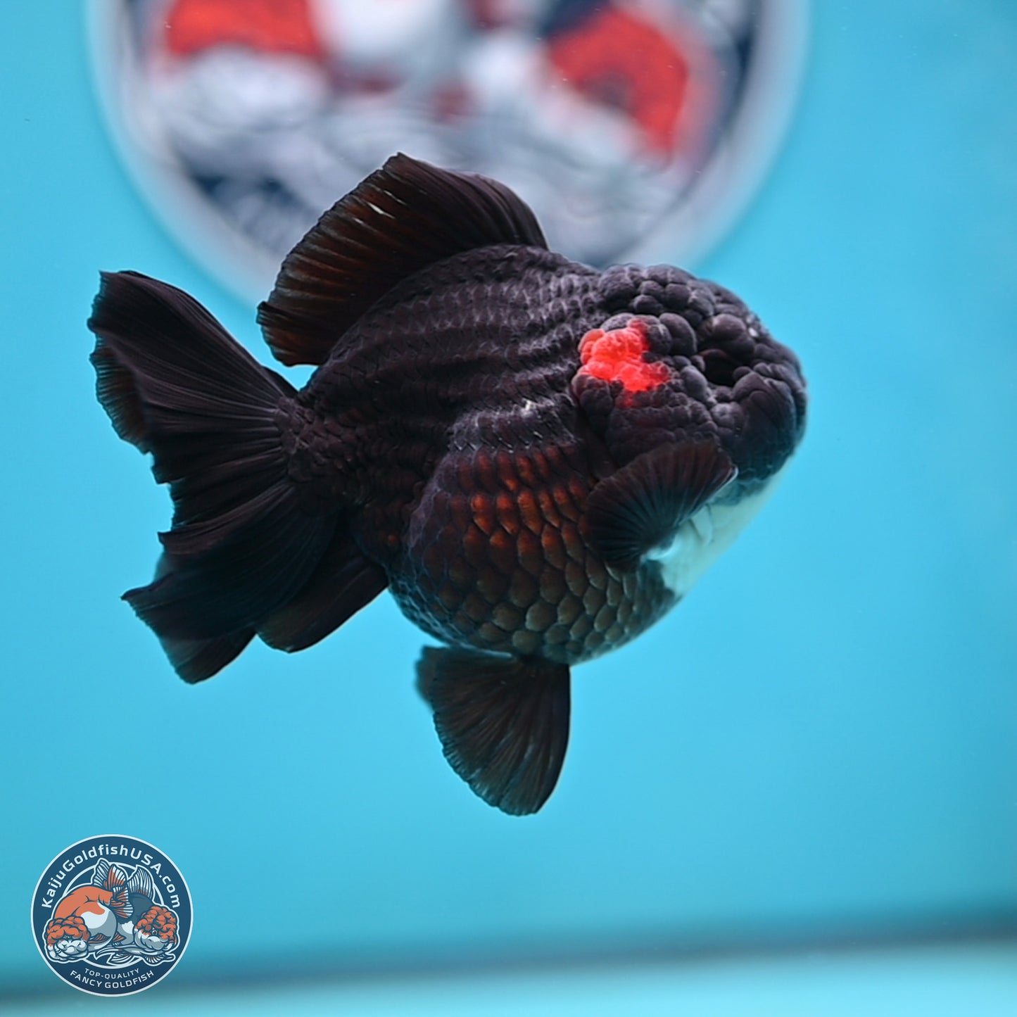 Tricolor YuanBao Oranda 3 inches Body - Male (250221_OR09)