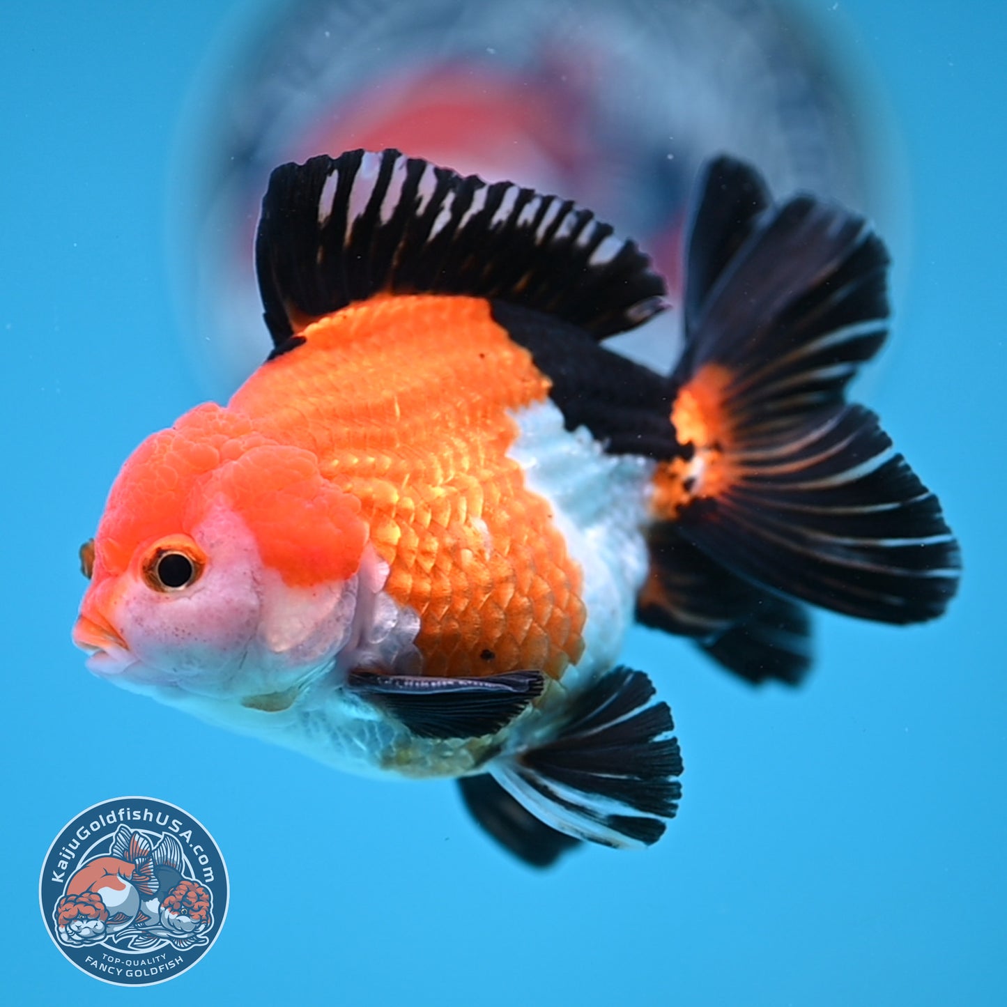 Tricolor Oranda 3 inches Body (250606_OR09)