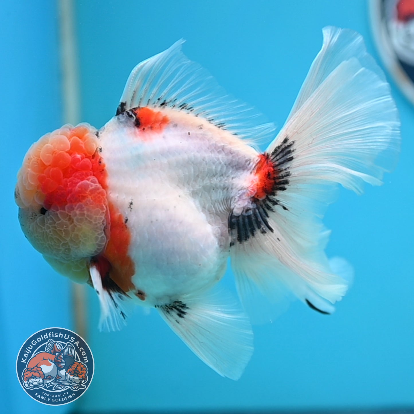 Tricolor Sakura Rose Tail Oranda 4 inches Body (250516_OR09)