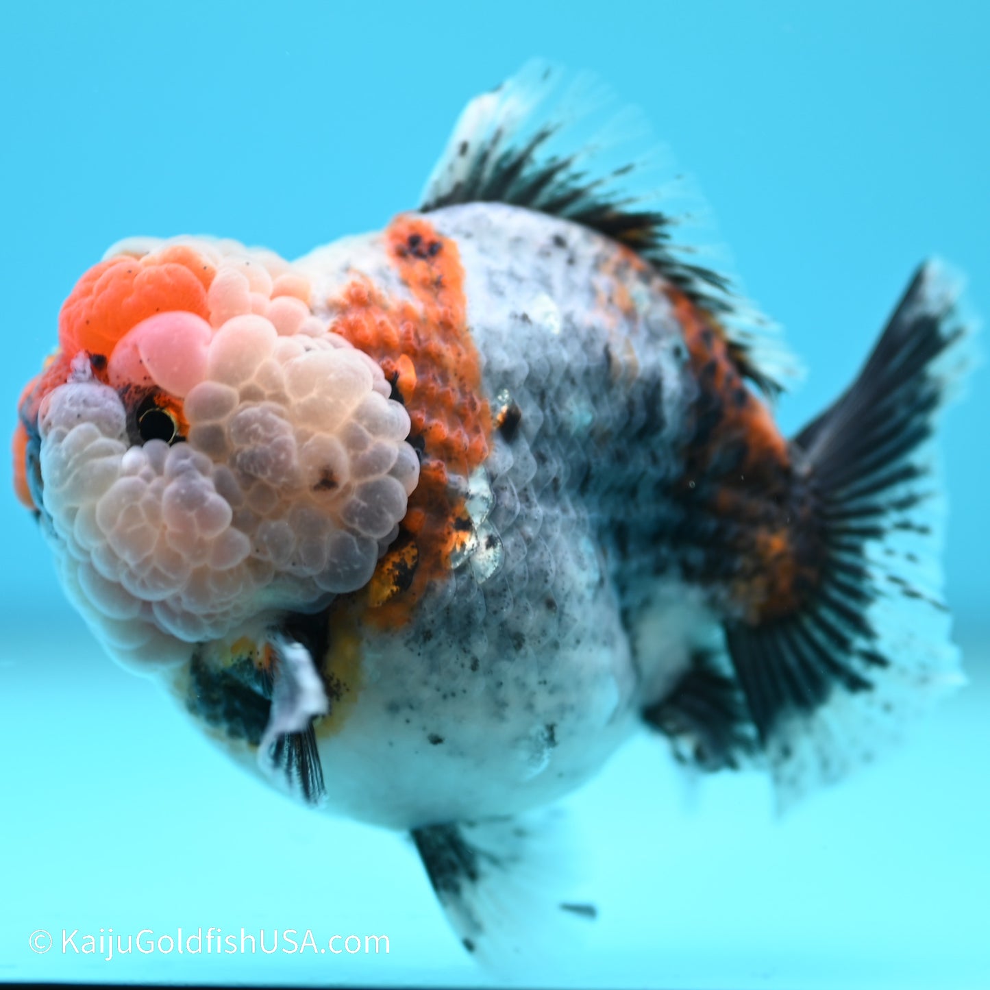 Blue Base Calico YuanBao Oranda 4 inches (240517_OR09) - Kaiju Goldfish USA