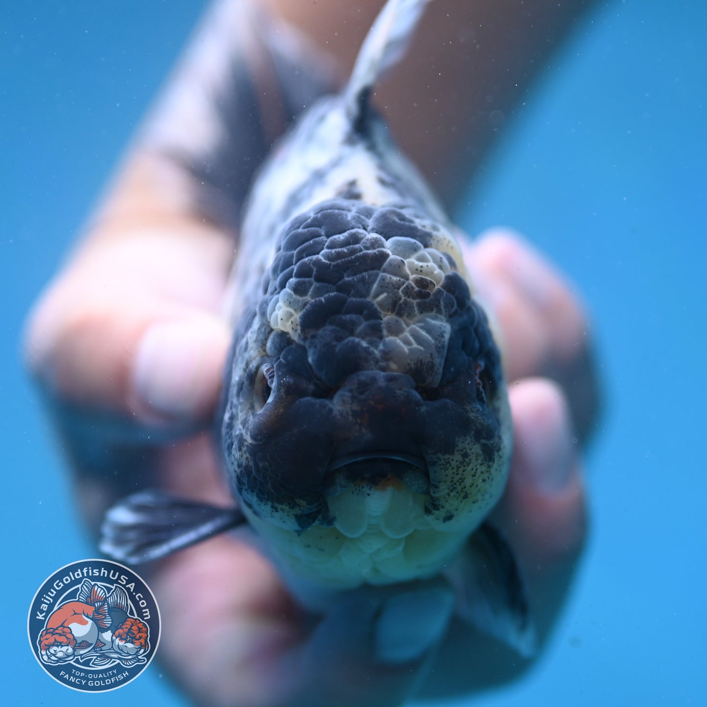 White Tiger Oranda 4 inch Body (250919_OR09)