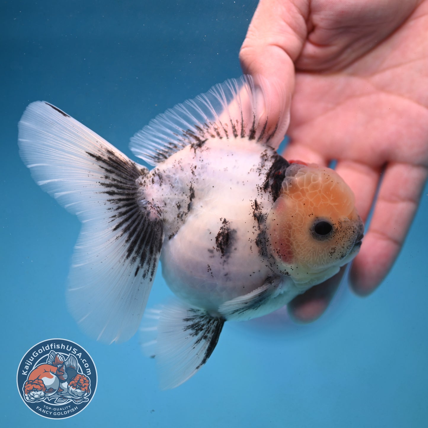 White Tiger Rosetail Oranda 3.5 inch Body (250926_OR09)