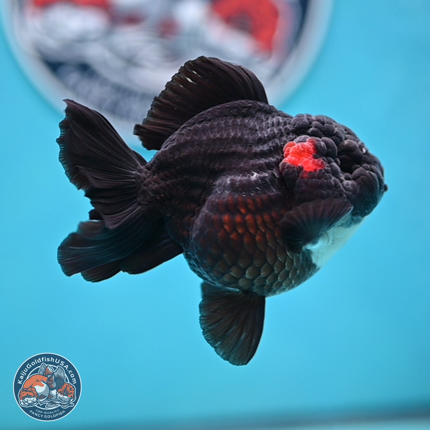 Tricolor YuanBao Oranda 3 inches Body - Male (250221_OR09)