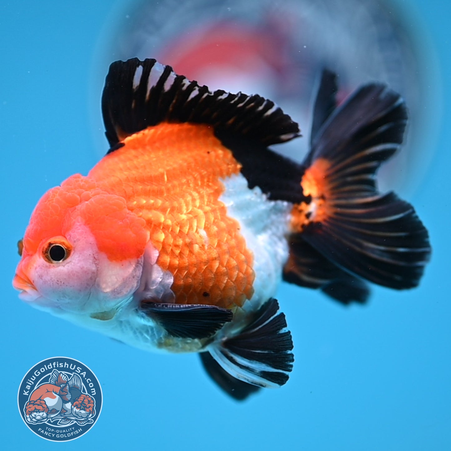 Tricolor Oranda 3 inches Body (250606_OR09)
