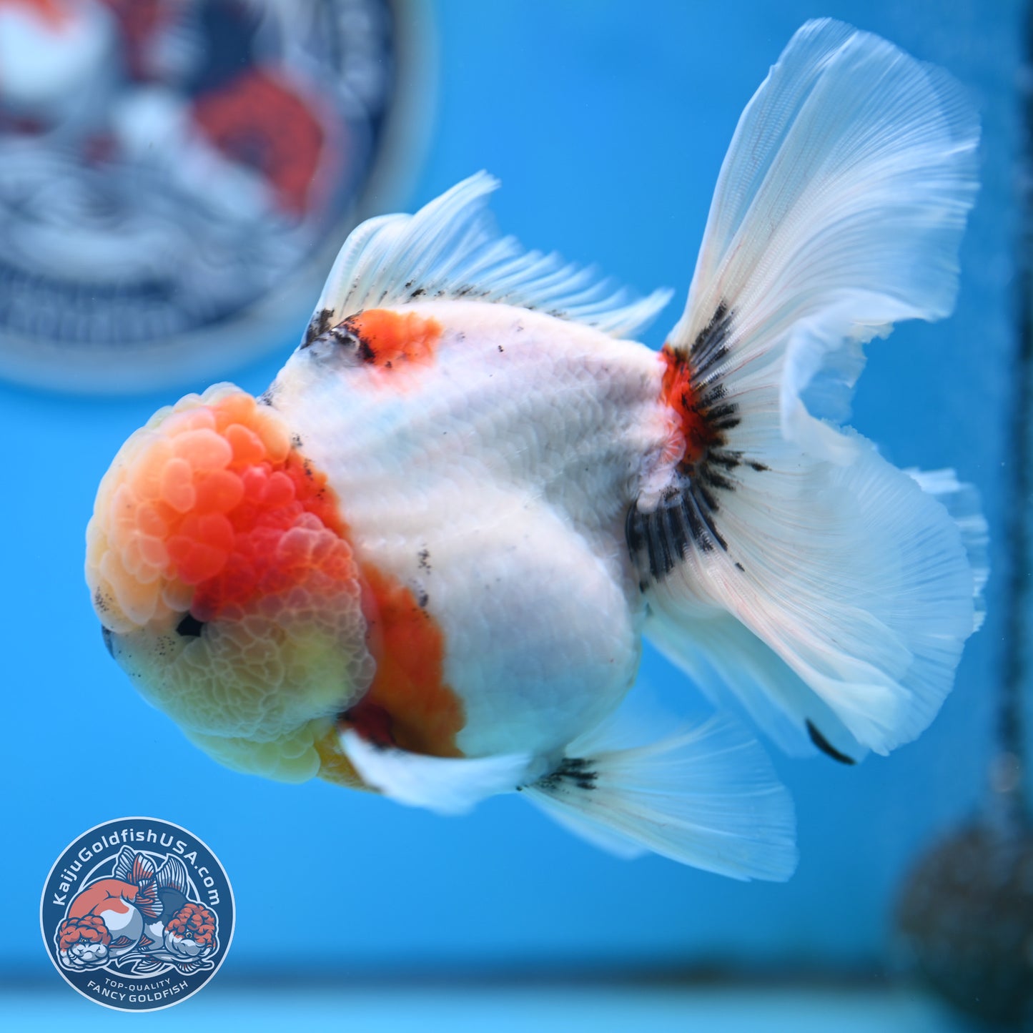 Tricolor Sakura Rose Tail Oranda 4 inches Body (250516_OR09)