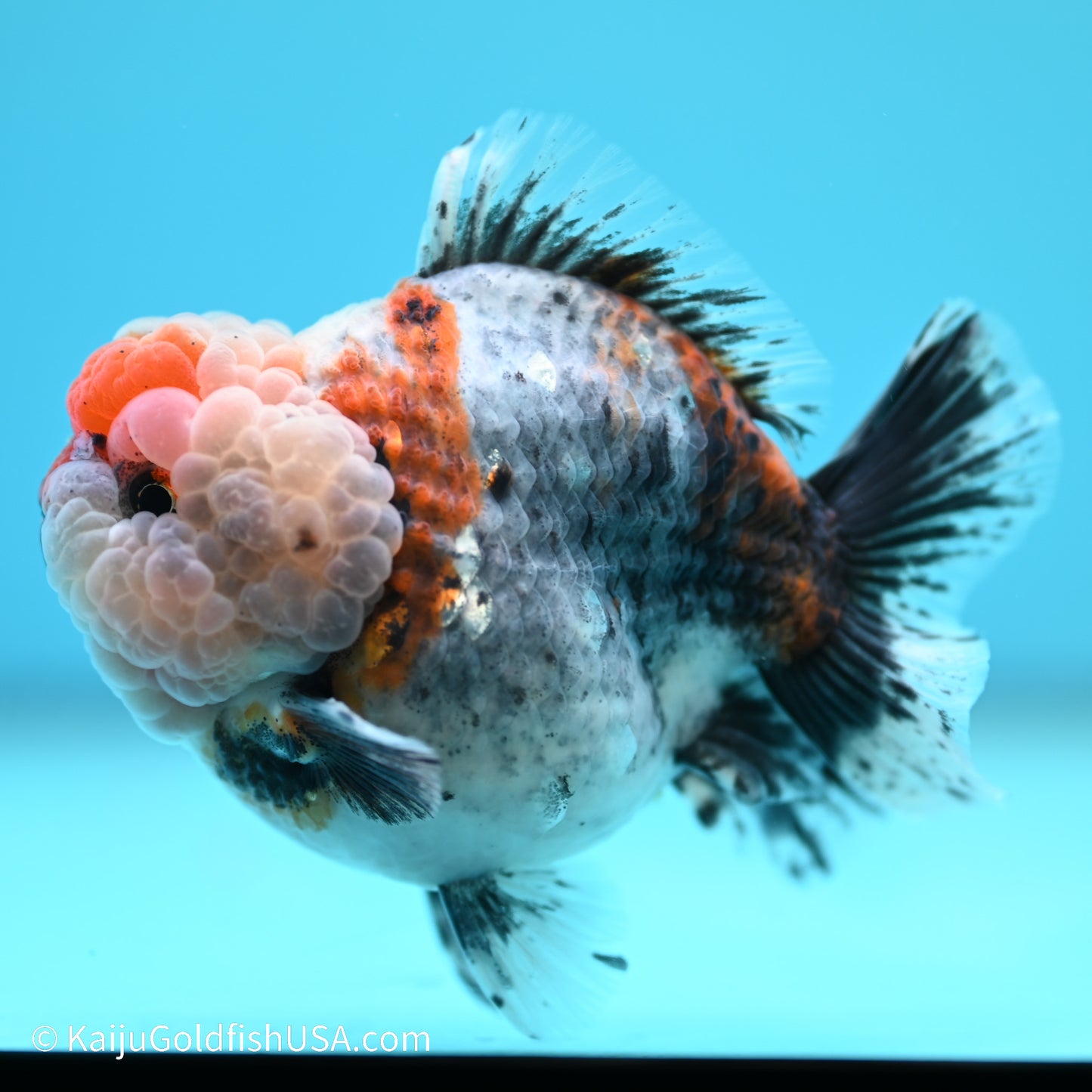 Blue Base Calico YuanBao Oranda 4 inches (240517_OR09) - Kaiju Goldfish USA