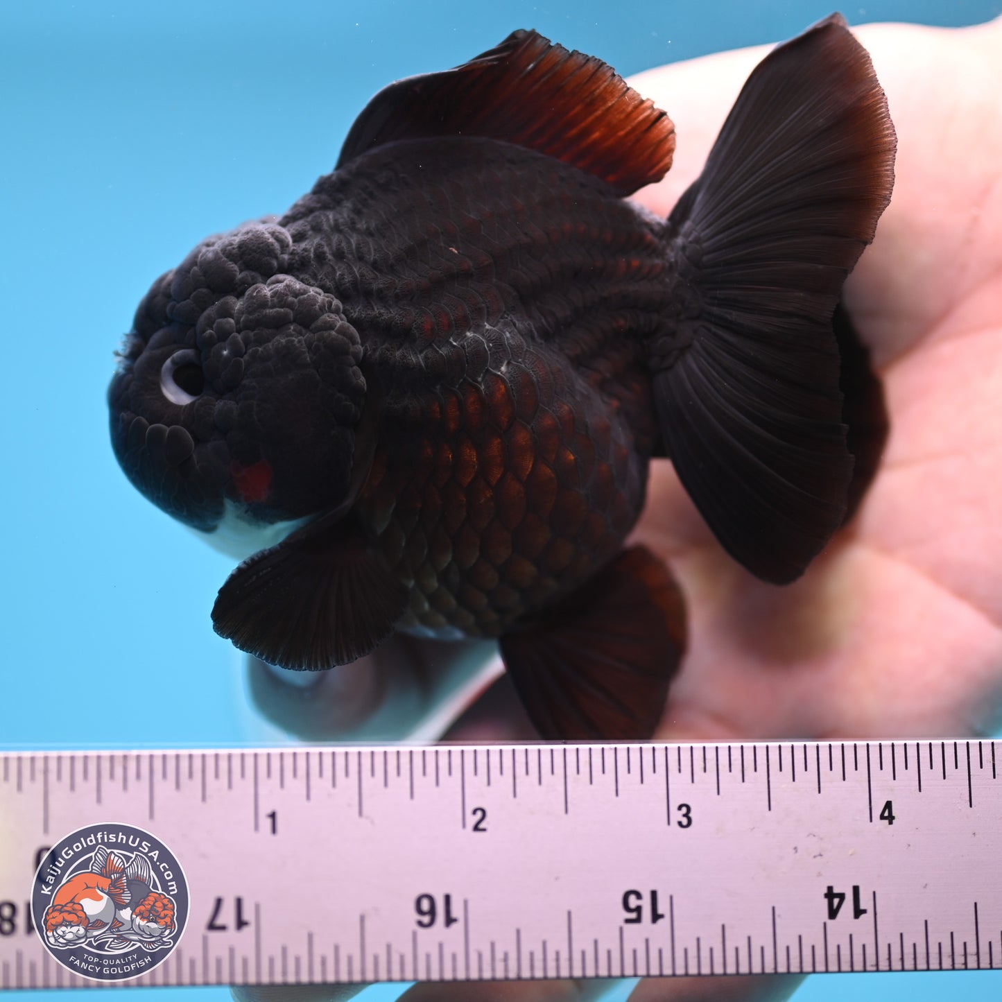 Tricolor YuanBao Oranda 3 inches Body - Male (250221_OR09)