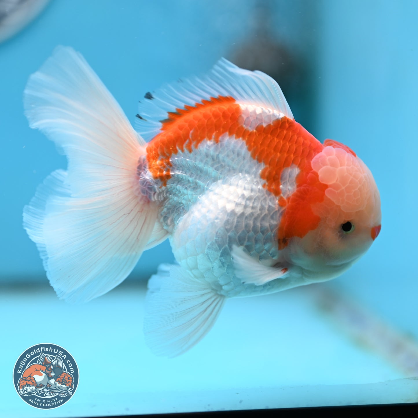 Red White Rose Tail Oranda 4 inches Body - Male (250404_OR09)