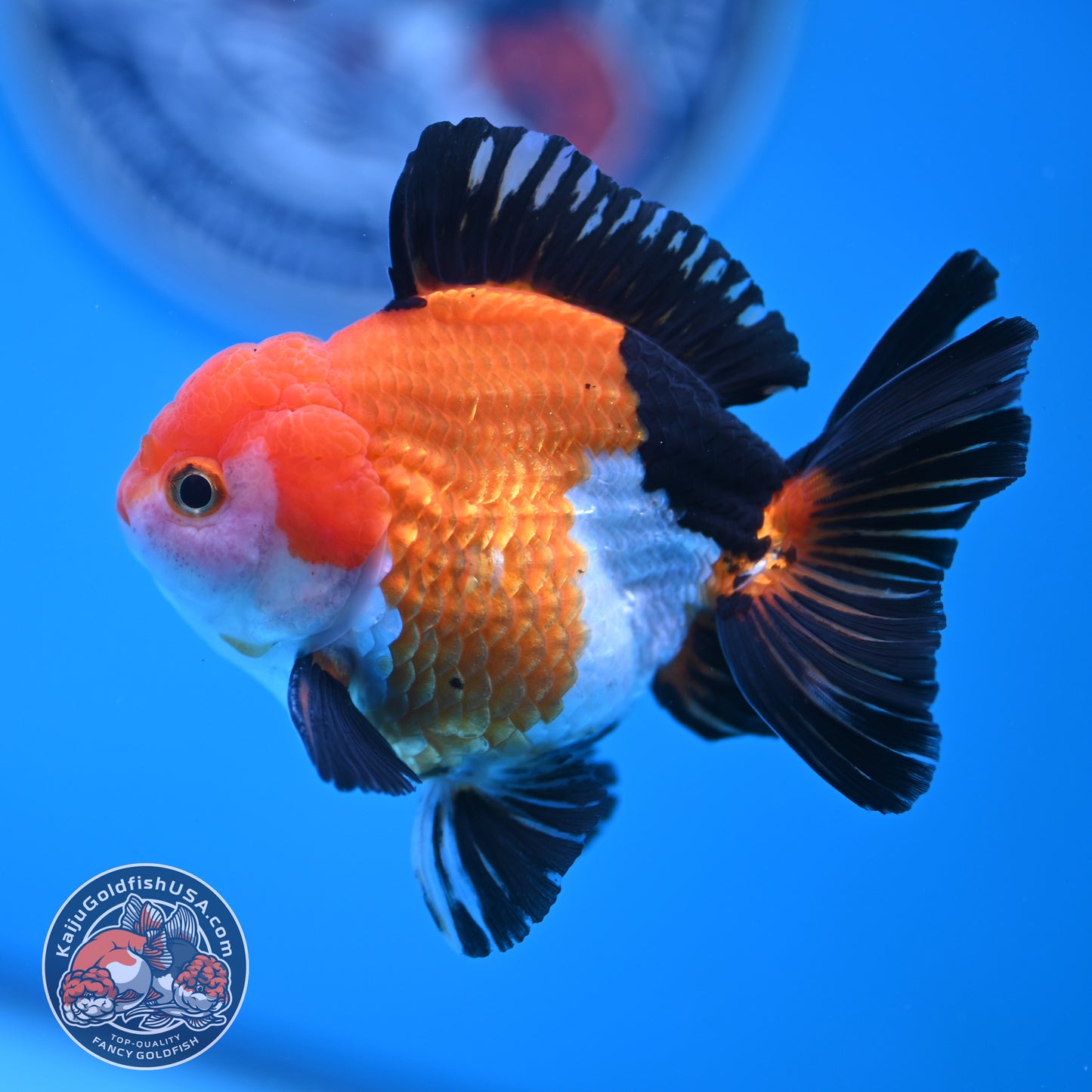 Tricolor Oranda 3 inches Body (250606_OR09)