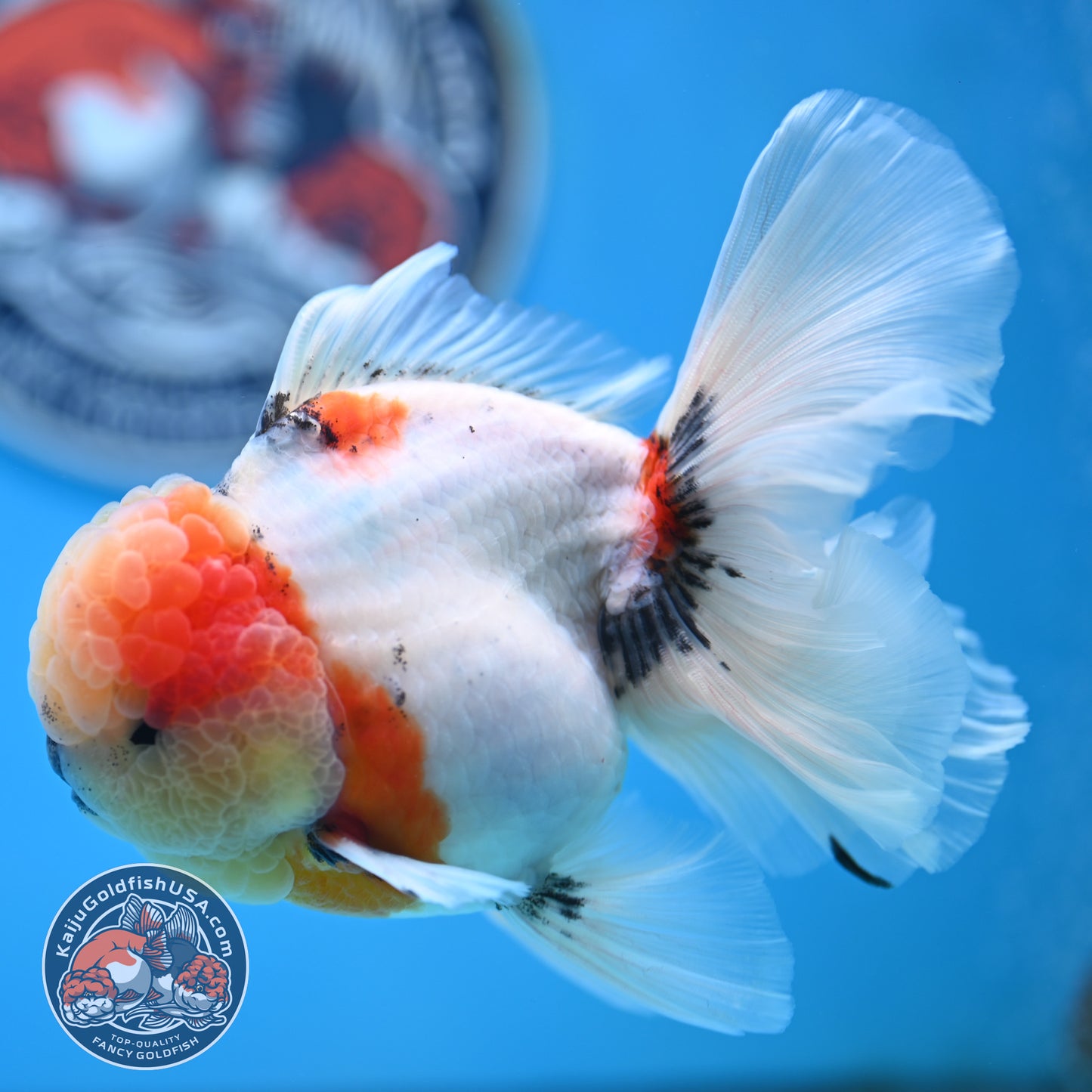 Tricolor Sakura Rose Tail Oranda 4 inches Body (250516_OR09)