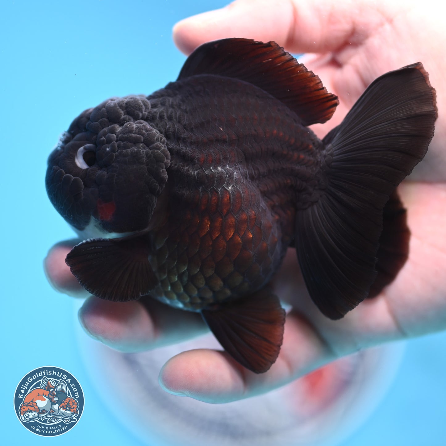 Tricolor YuanBao Oranda 3 inches Body - Male (250221_OR09)