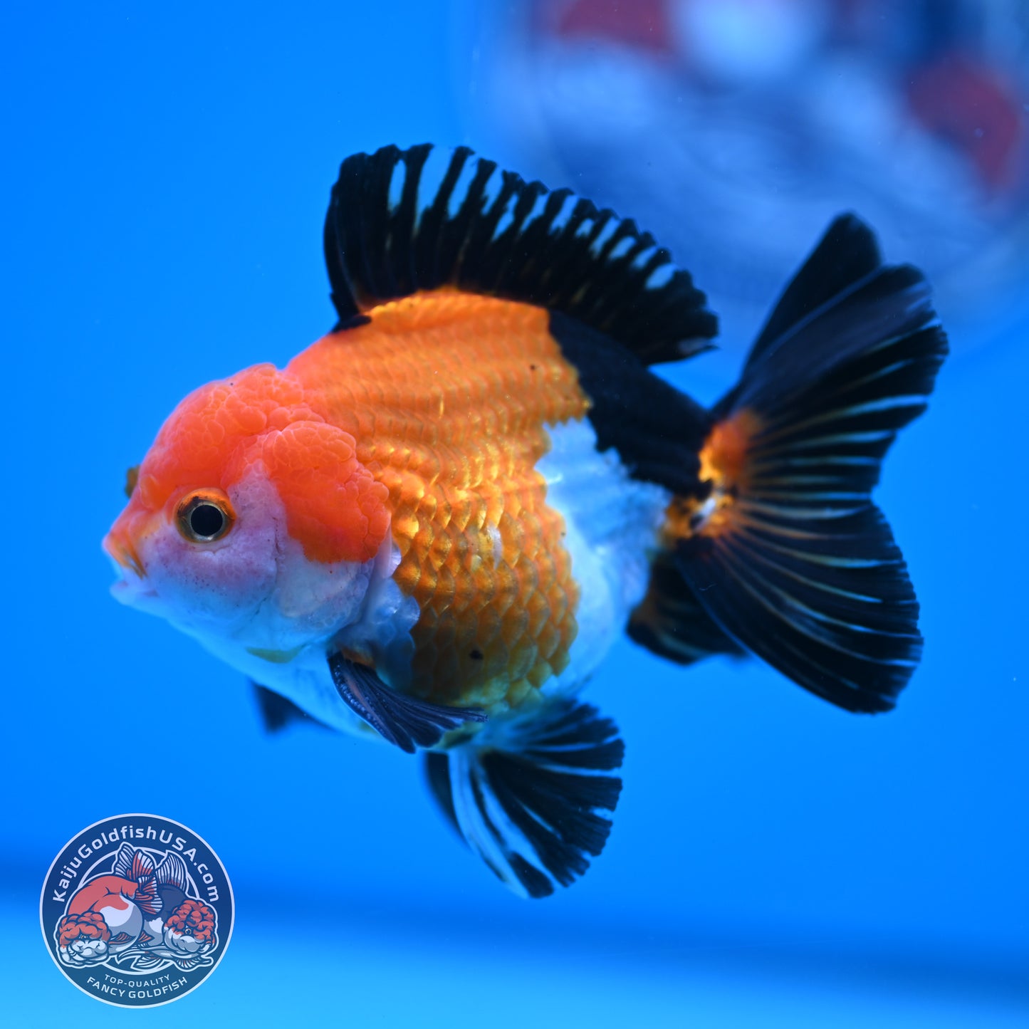 Tricolor Oranda 3 inches Body (250606_OR09)