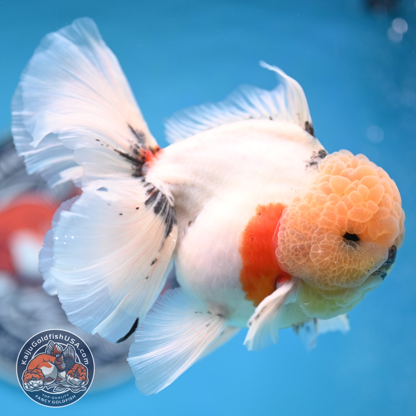 Tricolor Sakura Rose Tail Oranda 4 inches Body (250516_OR09)