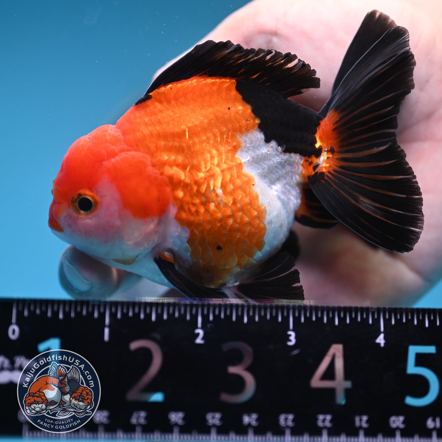 Tricolor Oranda 3 inches Body (250606_OR09)