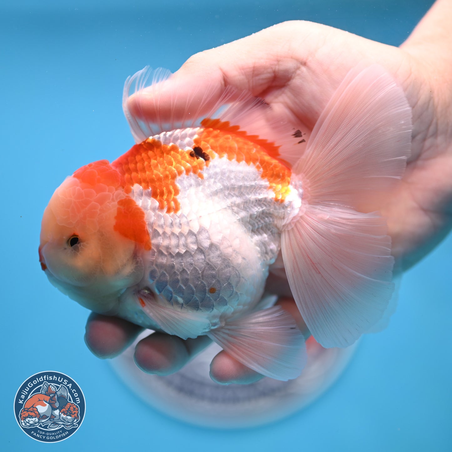 Red White Rose Tail Oranda 4 inches Body - Male (250404_OR09)