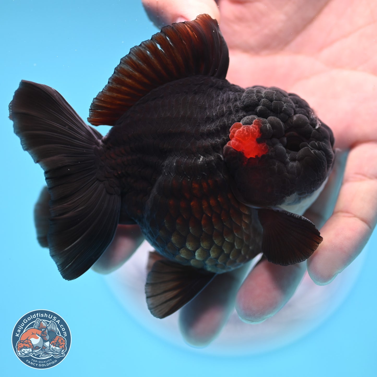 Tricolor YuanBao Oranda 3 inches Body - Male (250221_OR09)